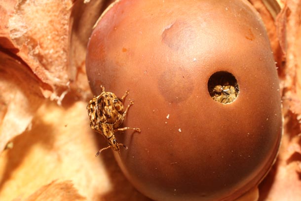 Large brown rounded seed with perfectly circular hole, and a stout squarish beetle the size of the hole standing on seed
